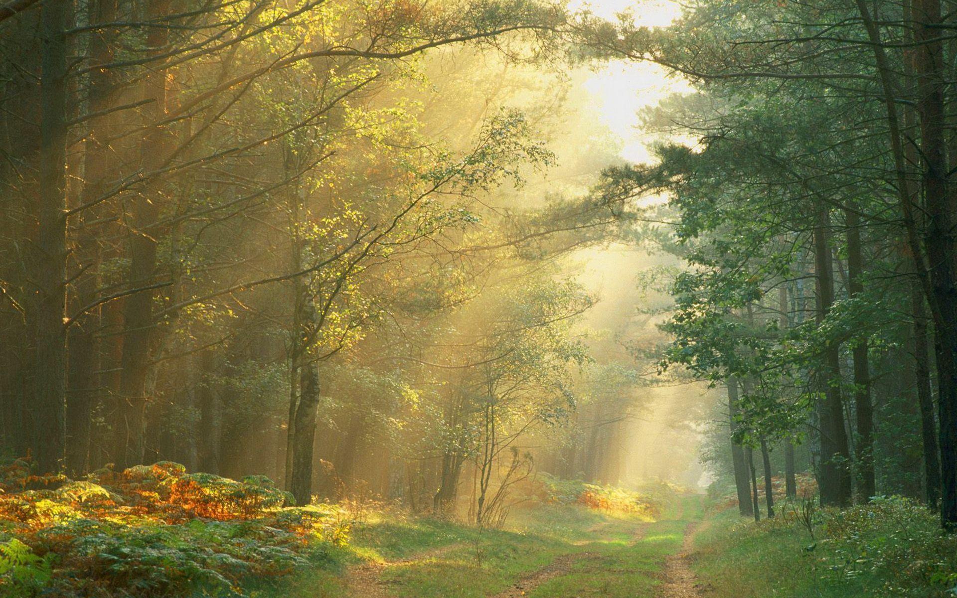 Forest Landscape Picture HD Wallpaper Nature Background Autumn