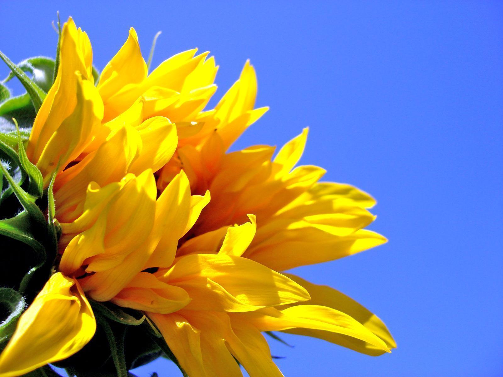 Sunflower Desktop Background Free · Sunflower Desktop Wallpaper