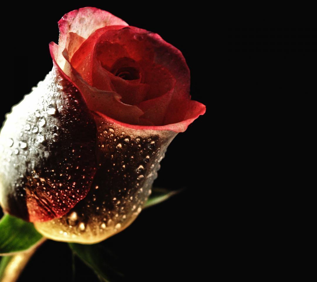 Flower Rose Love 5573 HD Wallpaper in Love n Romance