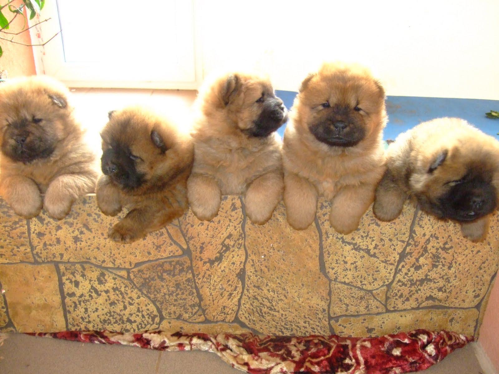 Chowchow puppies wallpaper