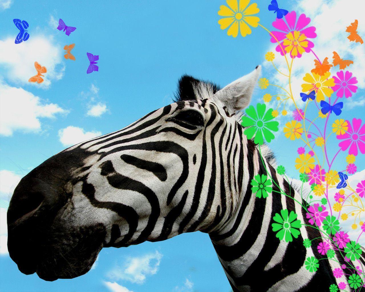 Wallpaper For > Colorful Zebra Wallpaper Desktop