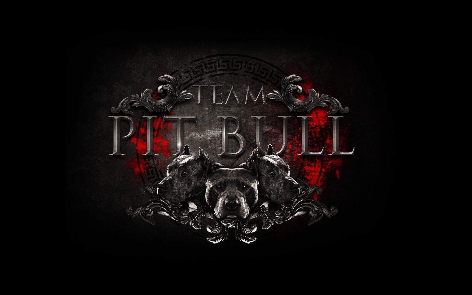 image For > Pit Bulls Wallpaper
