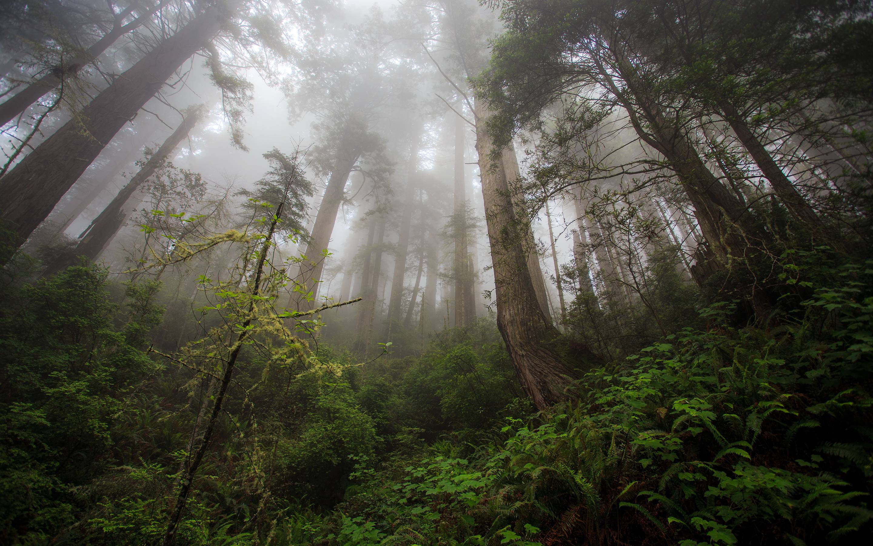 Redwood Trees Forest Fern Fog Mist wallpaperx1800