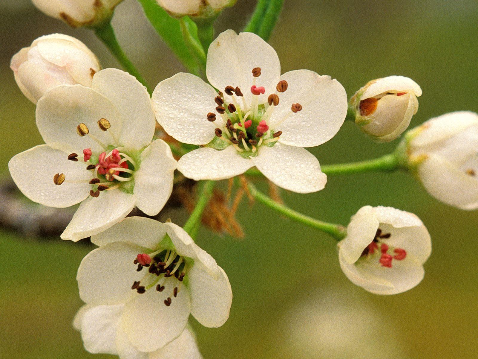 Crabapple blossoms in spring free desktop background