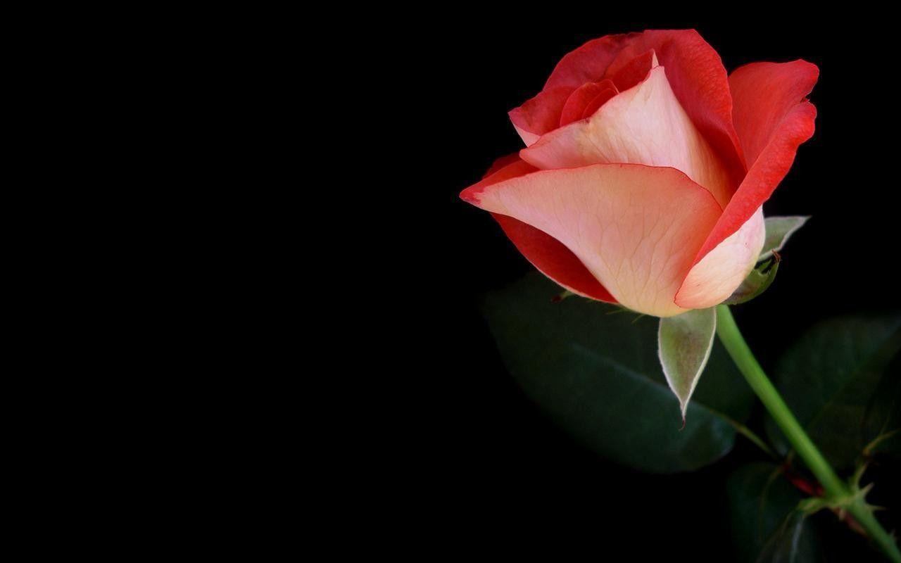 Flowers roses black background red flowers red rose HD wallpaper