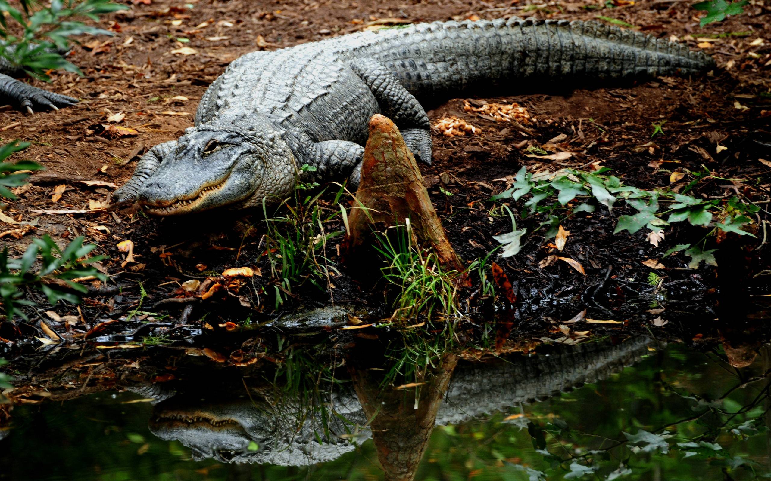 Crocodile HD Wallpaper. Crocodile Desktop Image