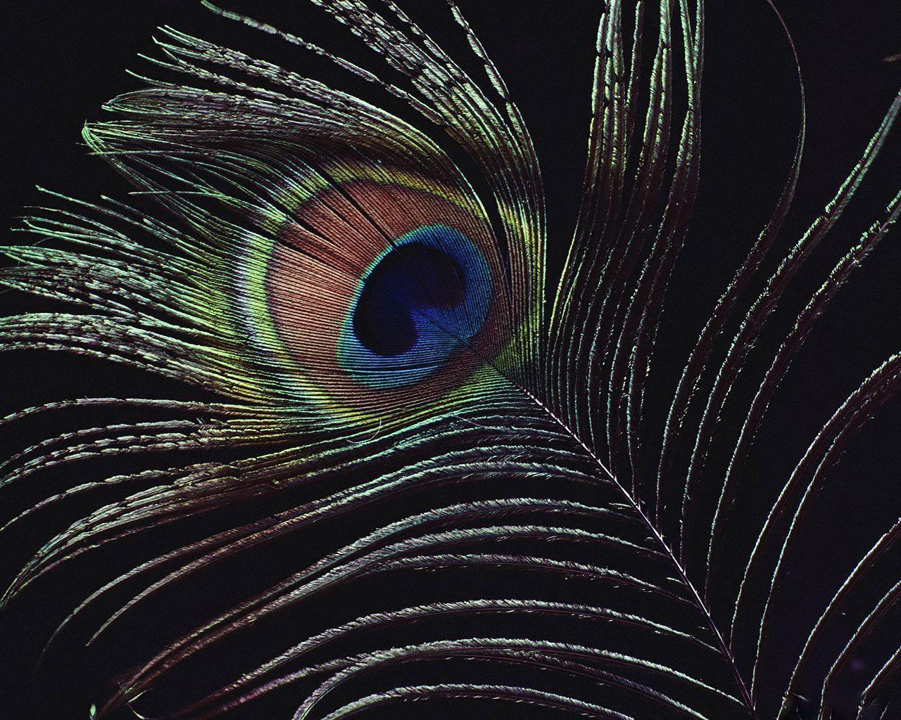 Desktop Wallpaper · Gallery · 3D Art · Peacock Feather. Free