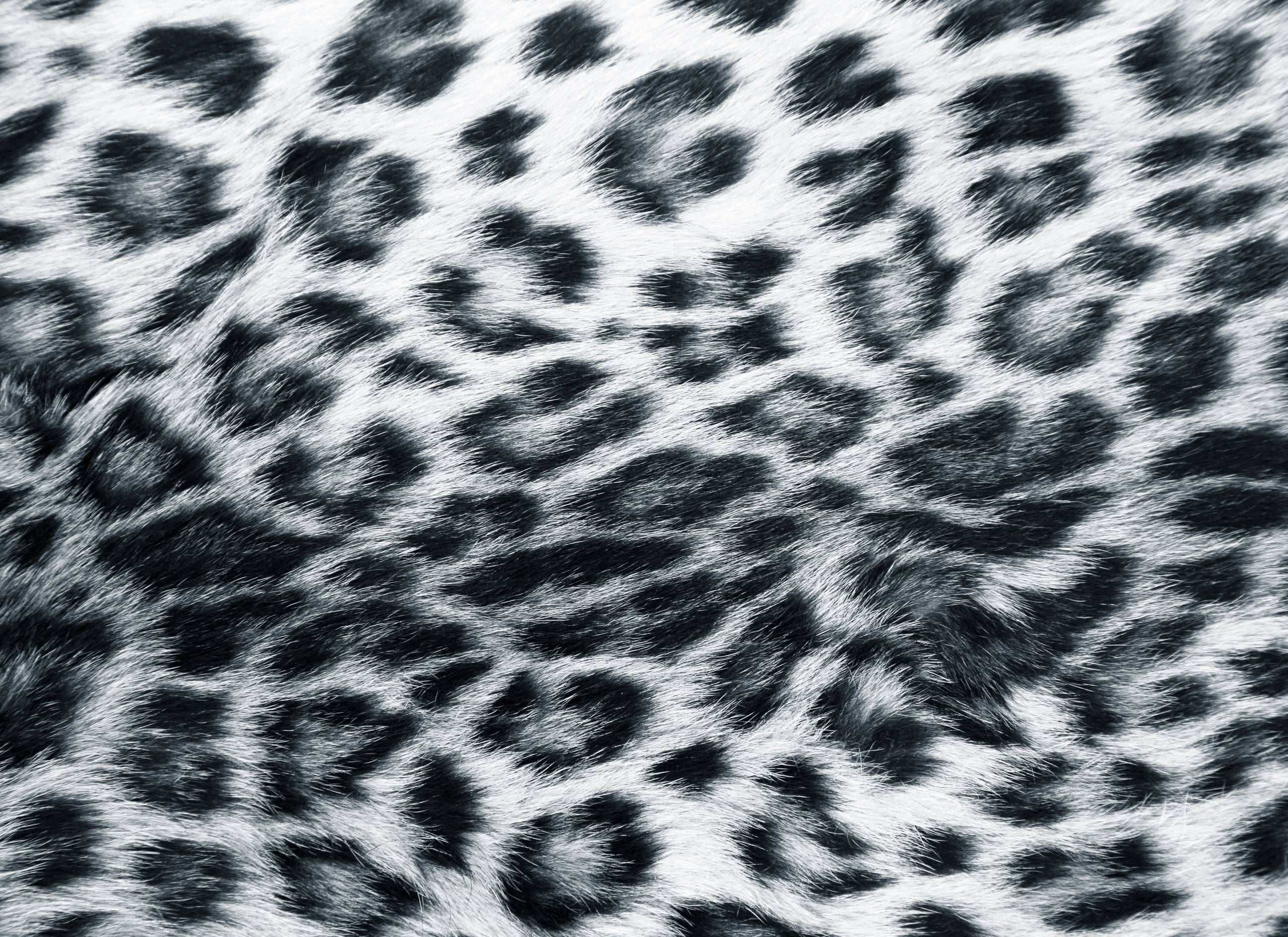 White Leopard HD Wallpaper