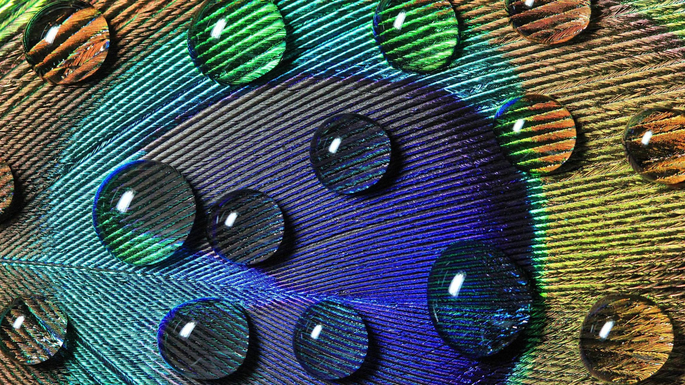 Water Drops On Peacock Feather Wallpaper Wide or HD. Photography