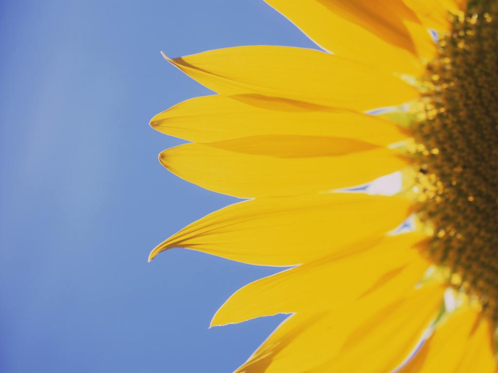Sunflower Wallpaper Desktop · Sunflower Desktop Wallpaper. Best