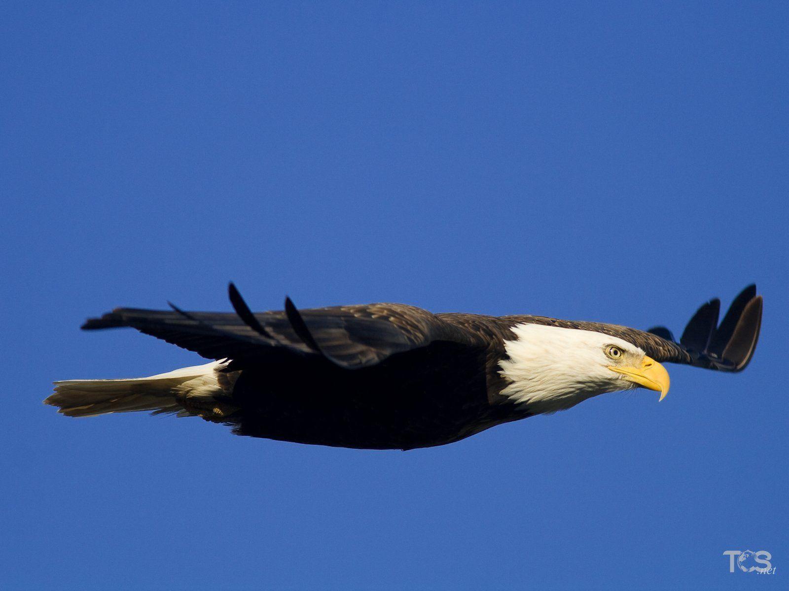 Free Fearsome Flight Bald Eagle Amazing Wallpaper Download