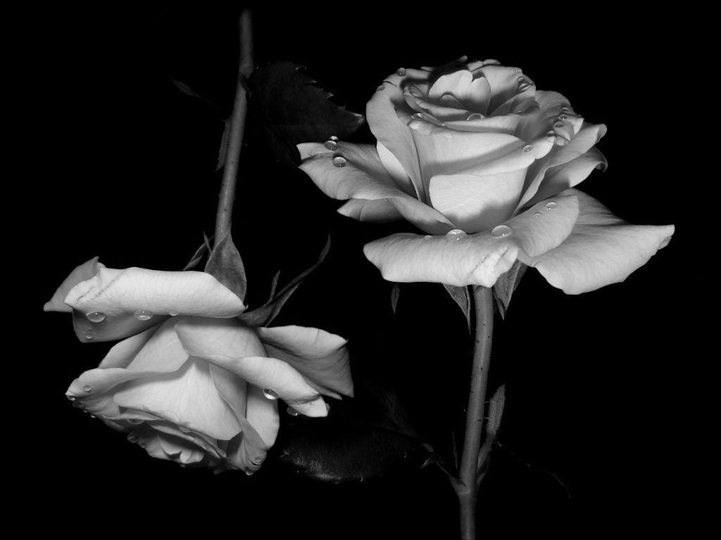 white rose on black nail design