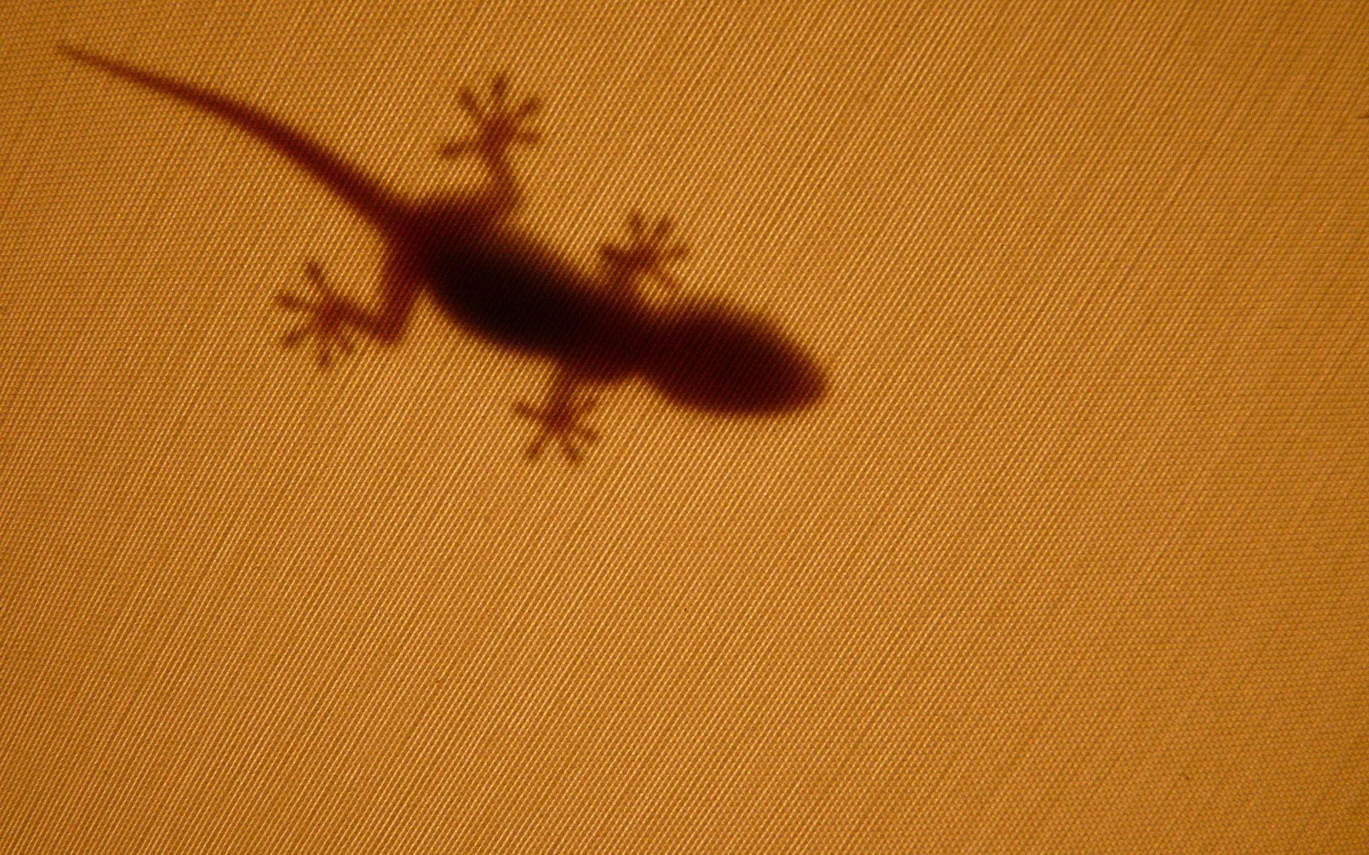 Gecko shadow wallpaper Animal desktop background. Animal