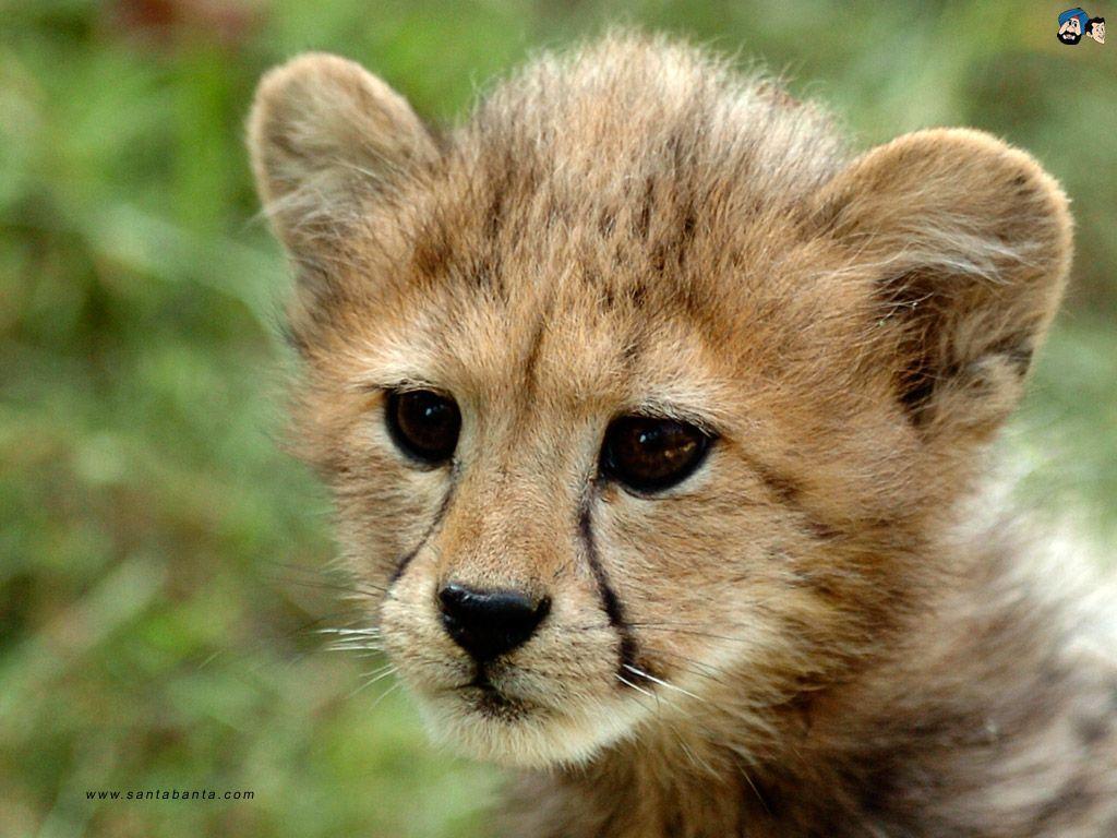 Send lion cub ecard, postcard, lion cub wallpaper, lion cub picture
