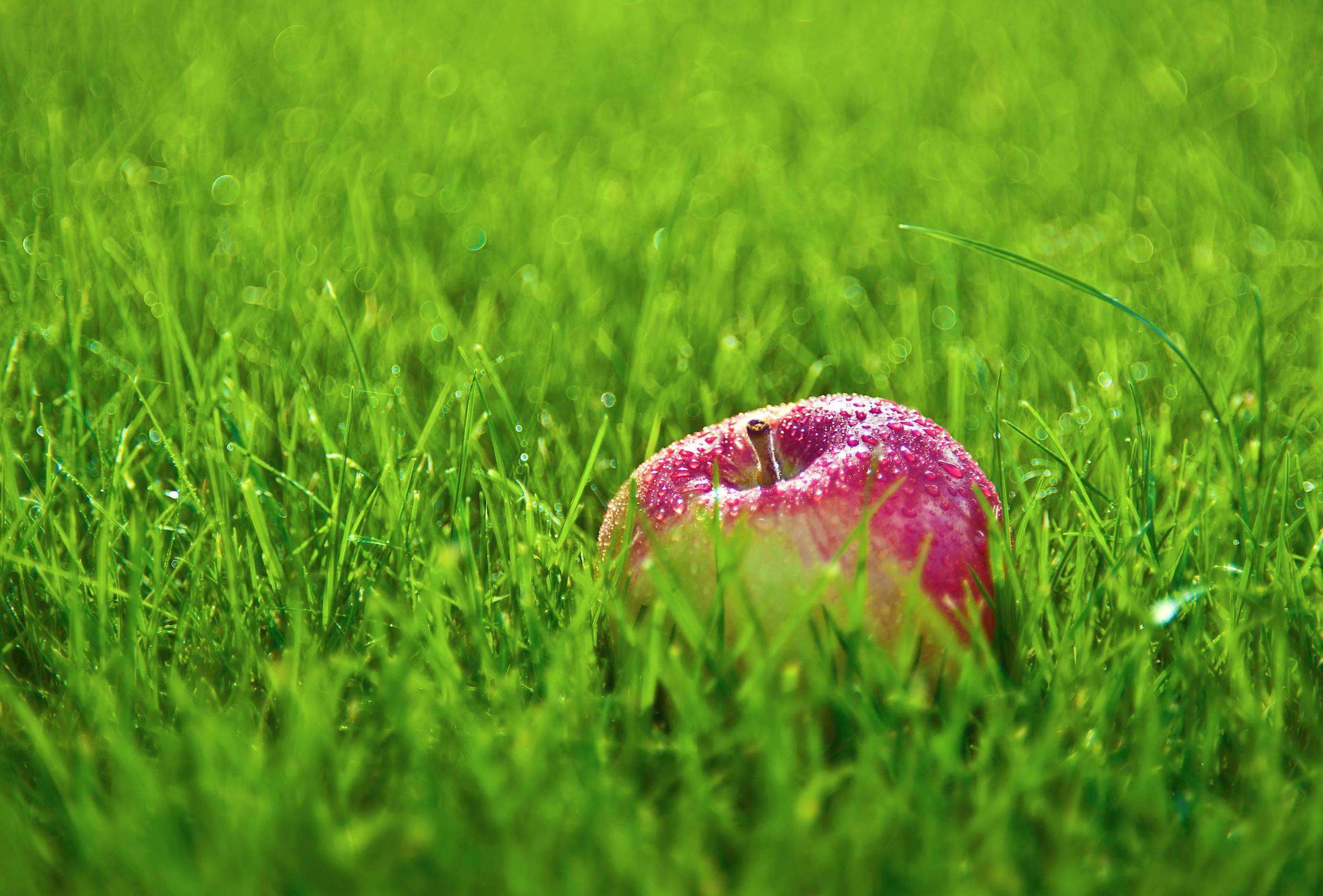 Red Apple On Green Grass