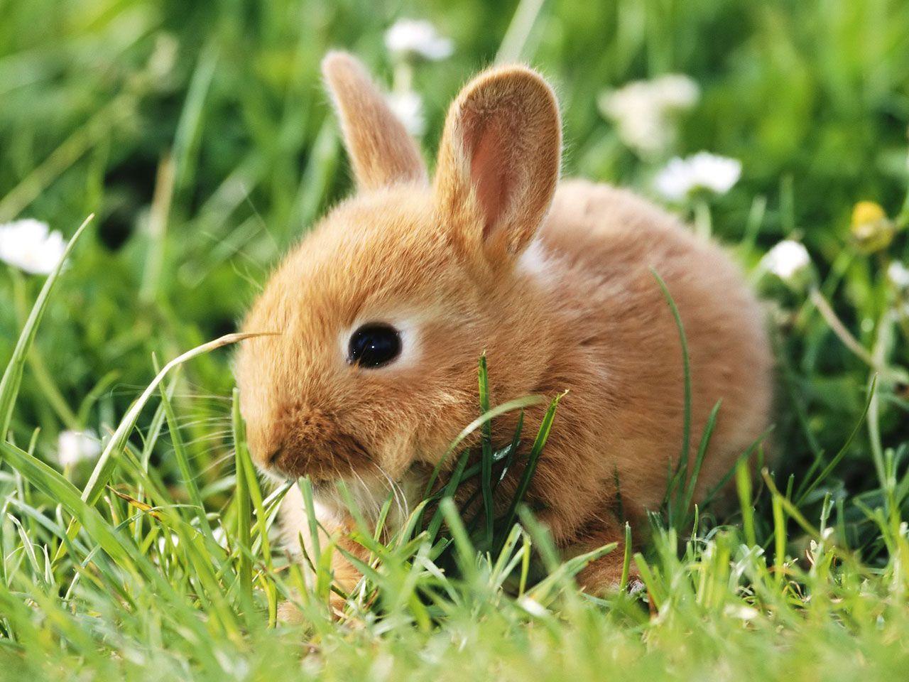 Cute Baby Bunnies on Green Grass
