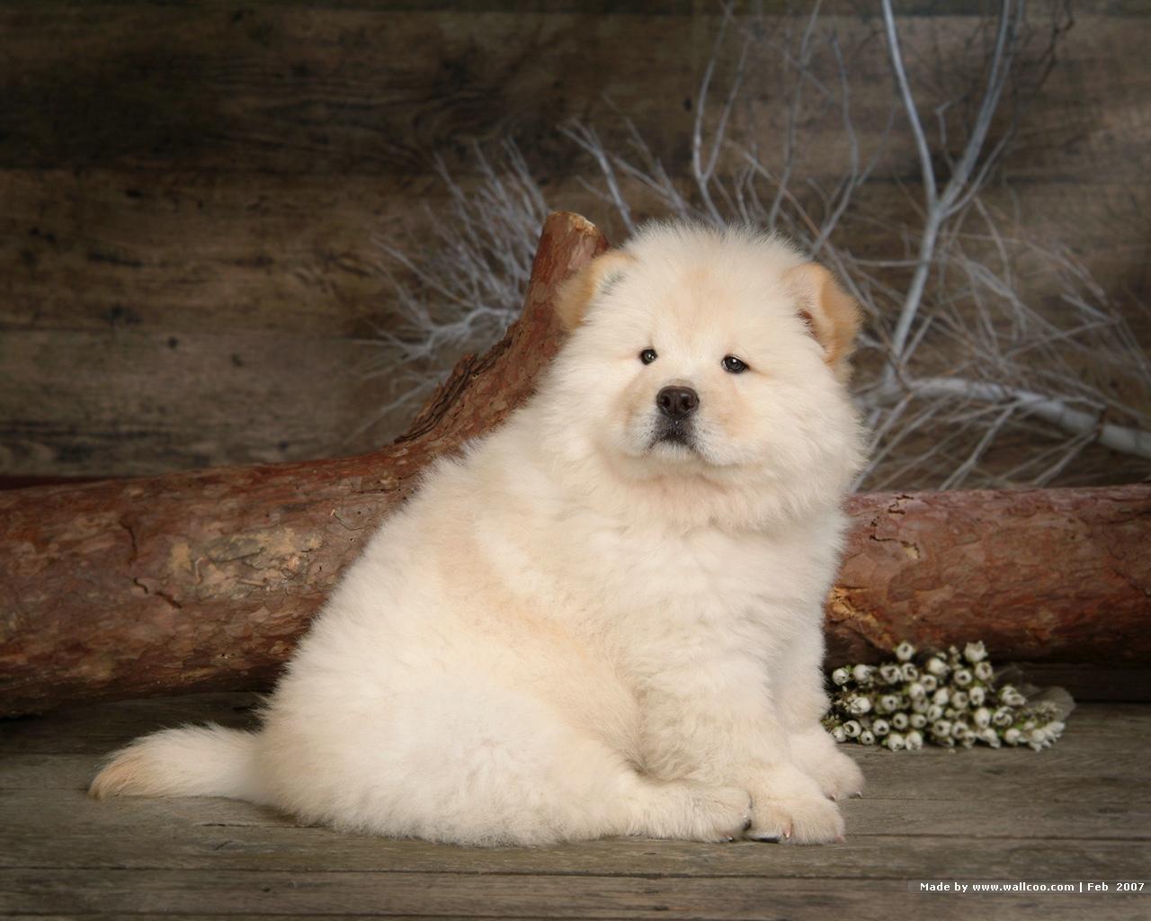 Chow Chow Puppy Wallpaper