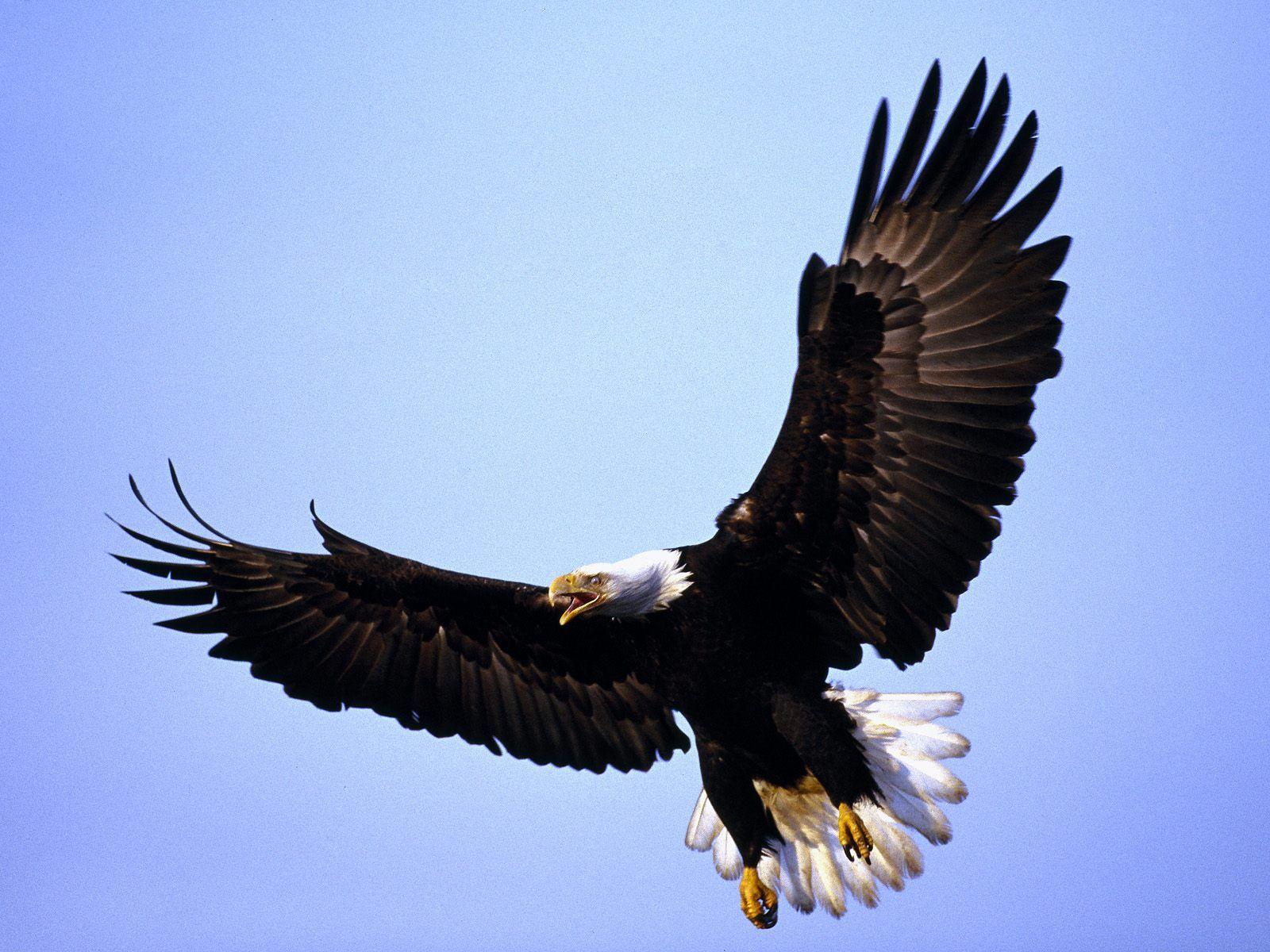 Flying image of HD bald eagle wallpaper