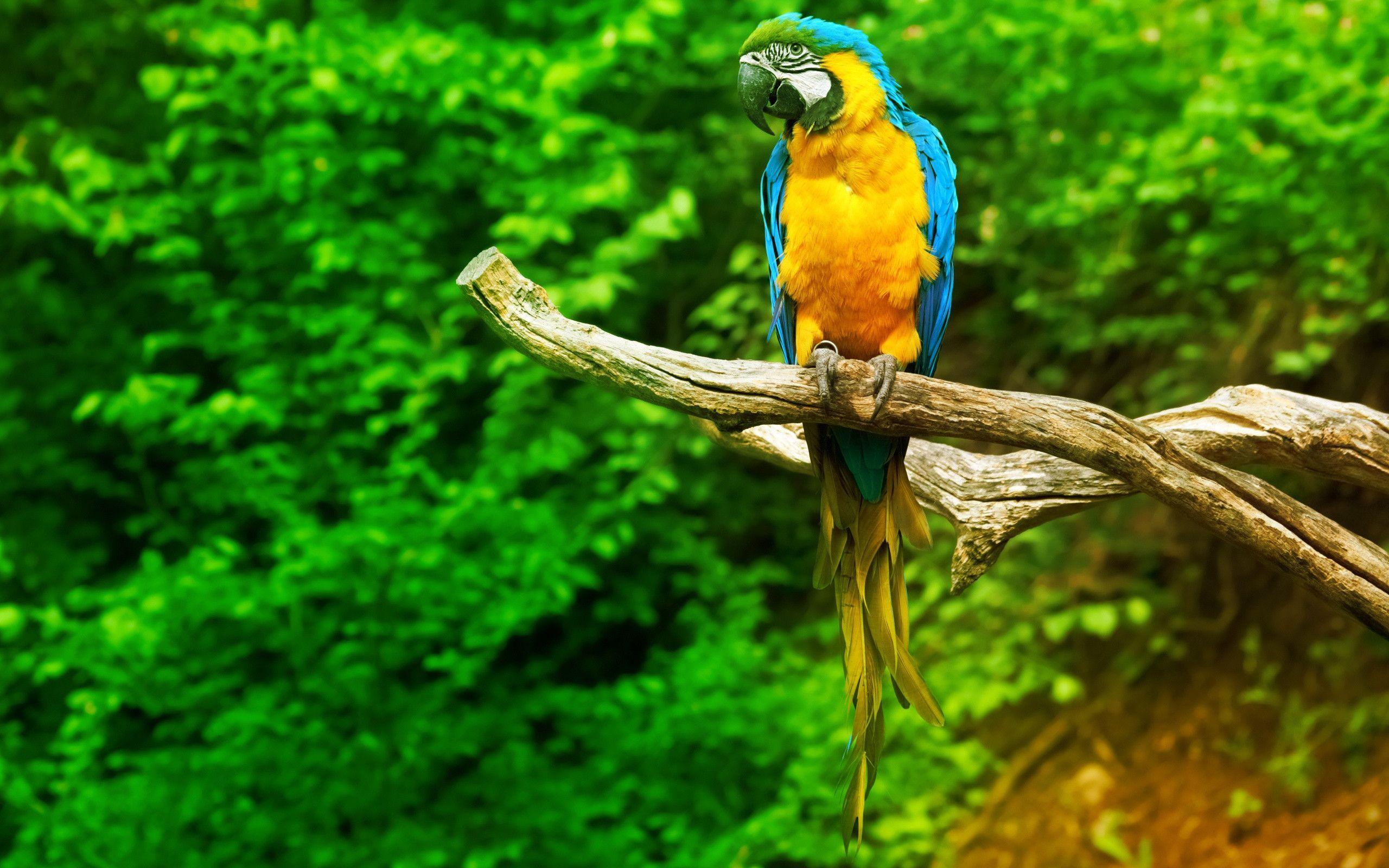 Sitting Macaw Parrot Wallpaper