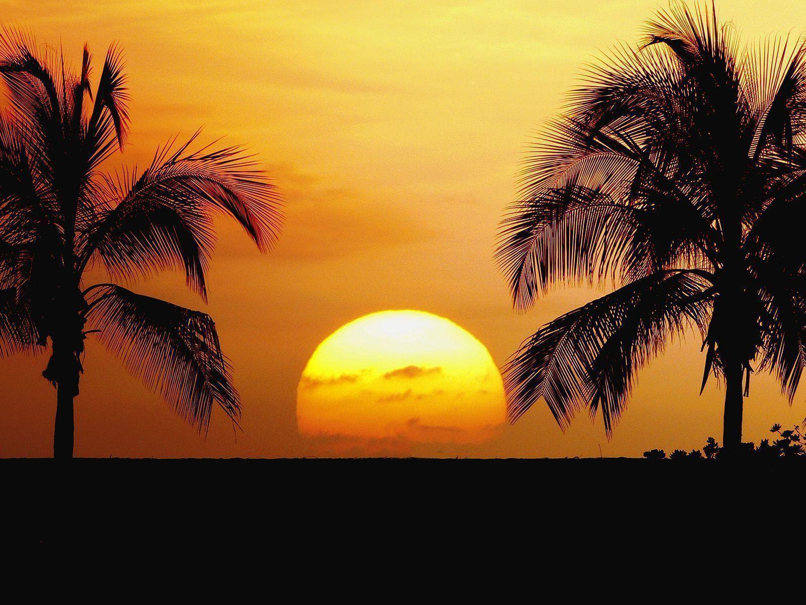 Sunset Beach Palm Tress HD Wallpaper Desktop Background Free