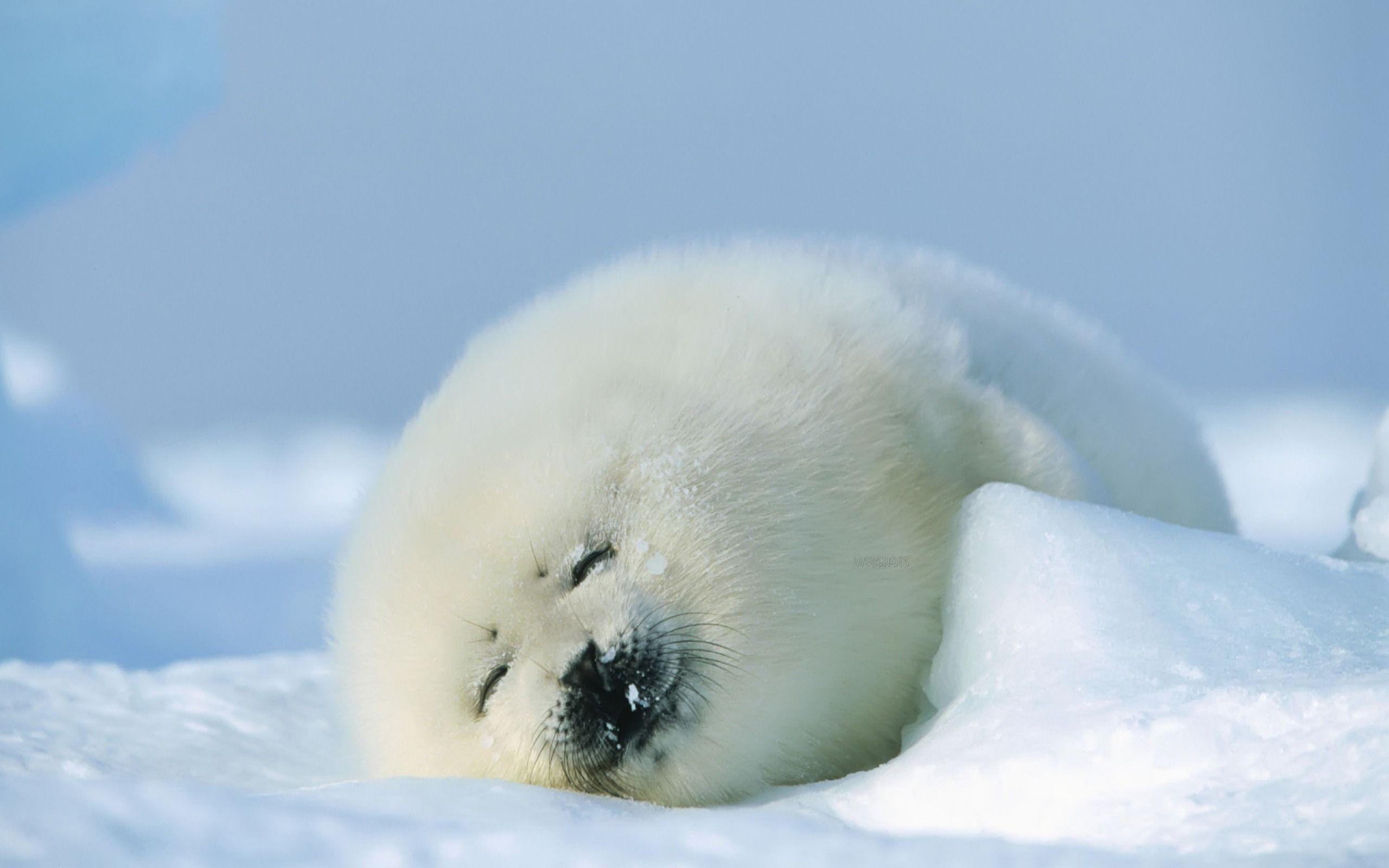 Seal cub Wallpaper Baby Animals Animals