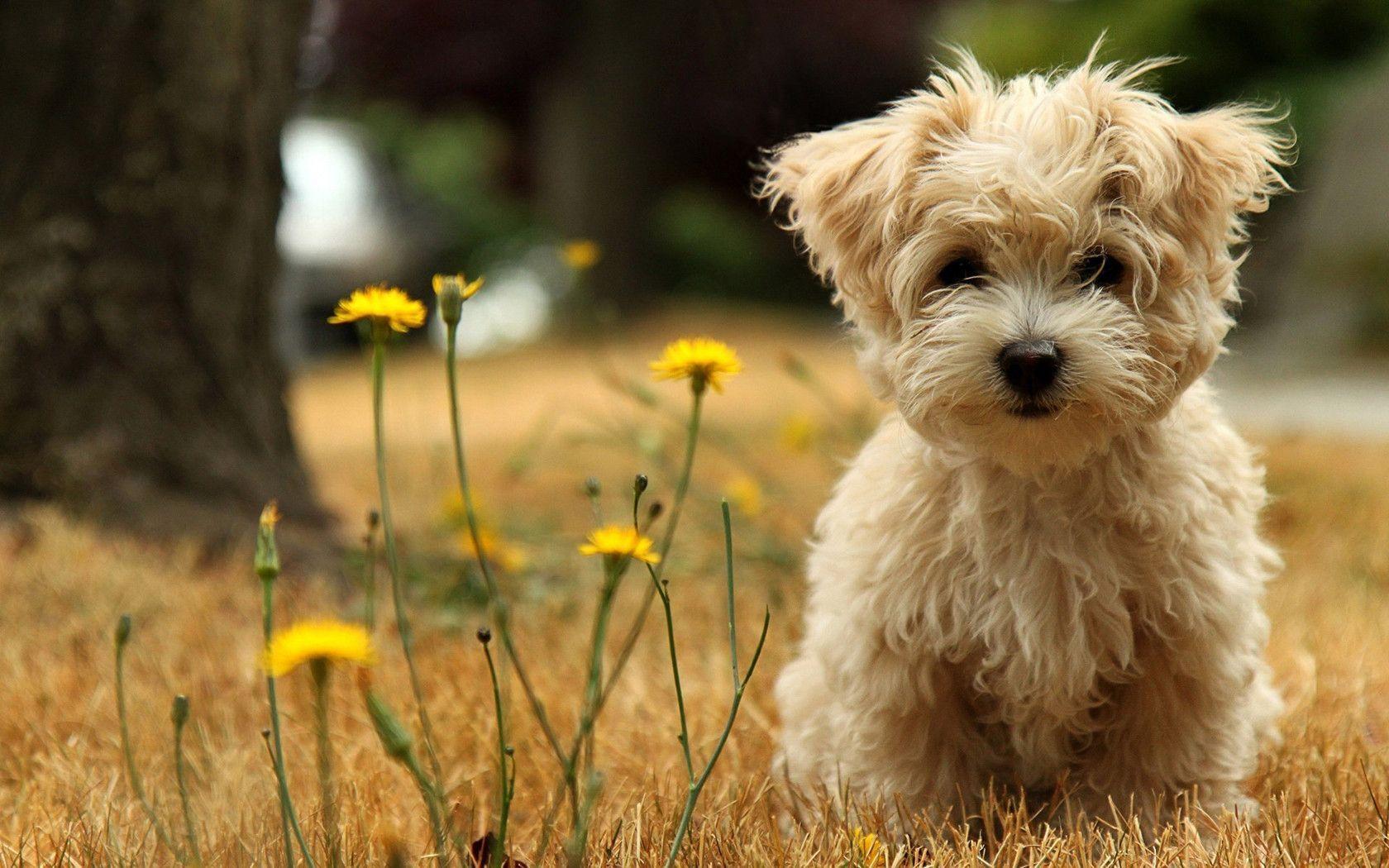 Cute Puppy HD Desktop Background