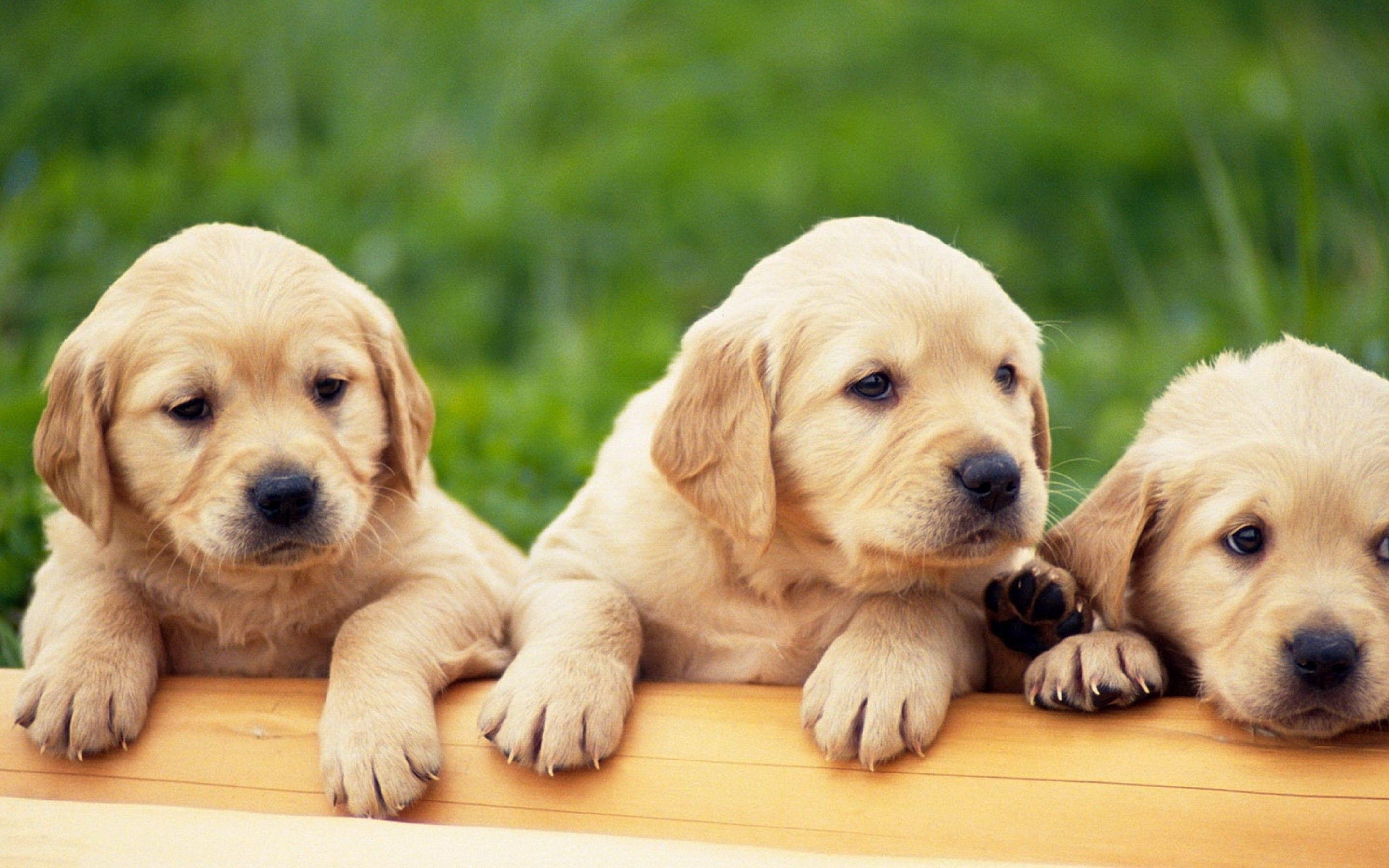 Cute Puppies On The Grass Wallpaper Full HD Wallpaper. High