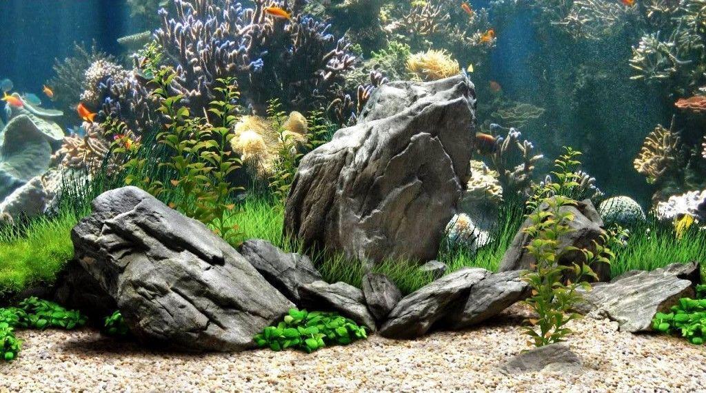 Aquarium Background 8 Background HD