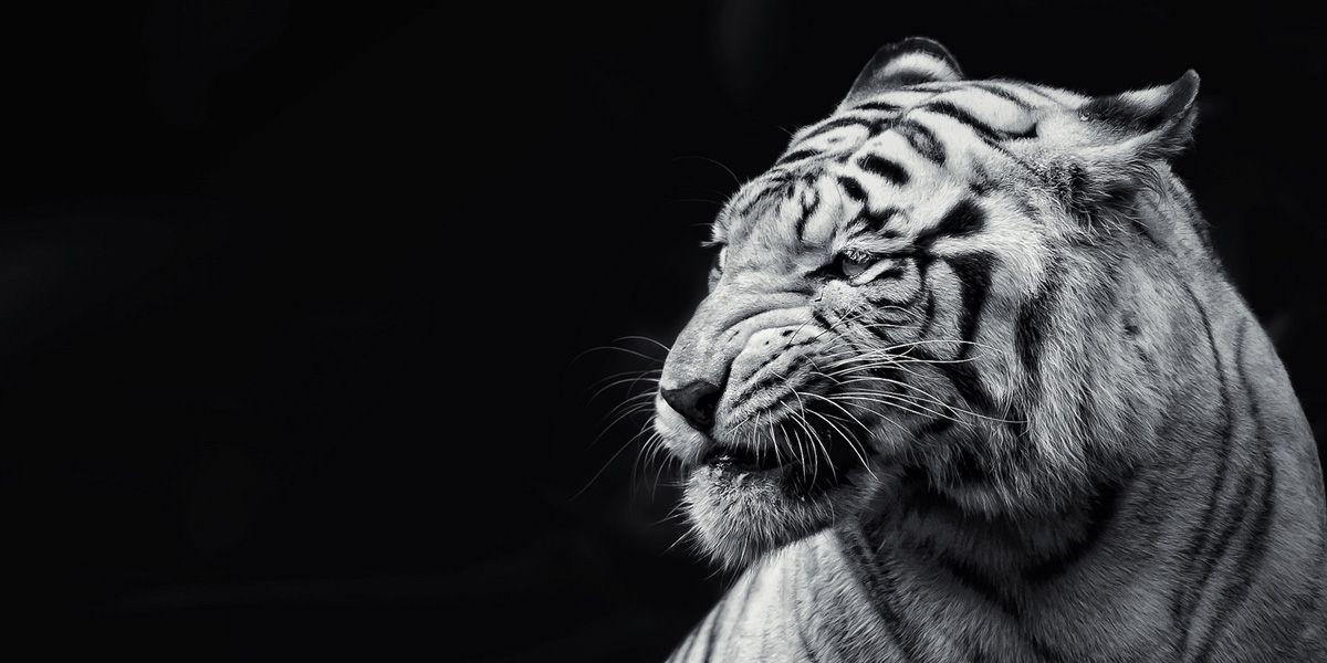 Black and White Tiger Twitter Cover & Twitter Background