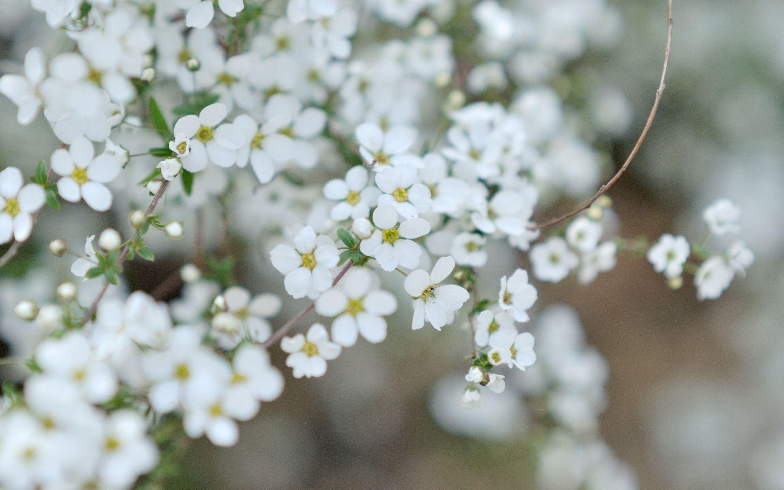 Apple Blossom Wallpapers - Wallpaper Cave