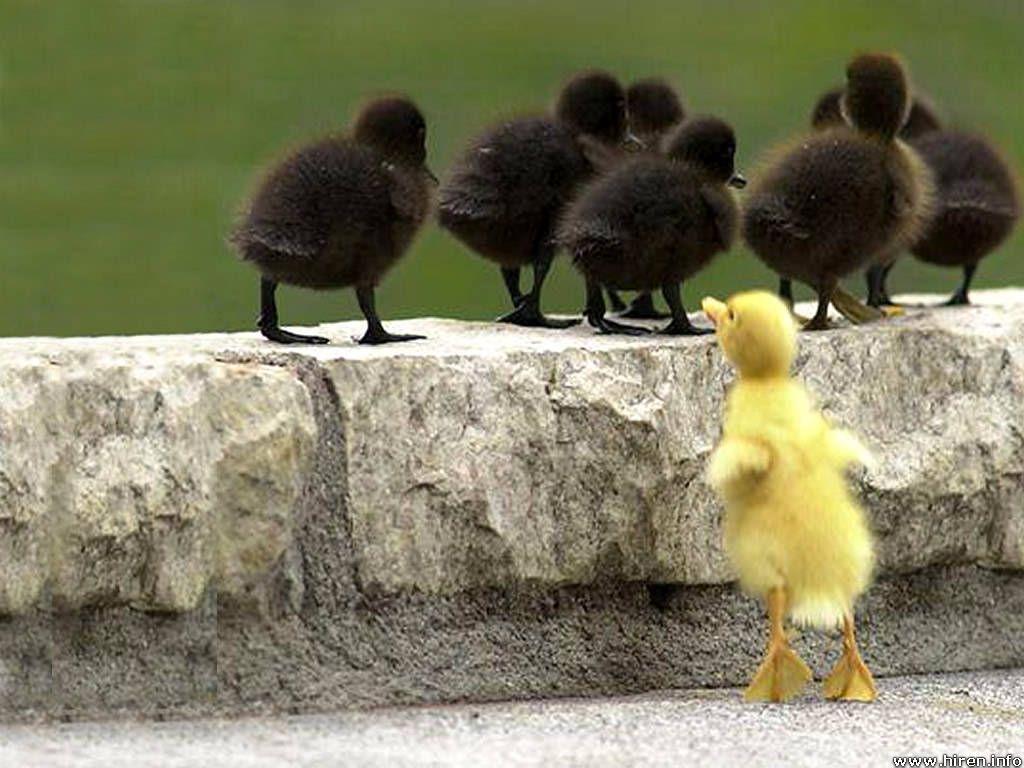 Image result for Baby ducks