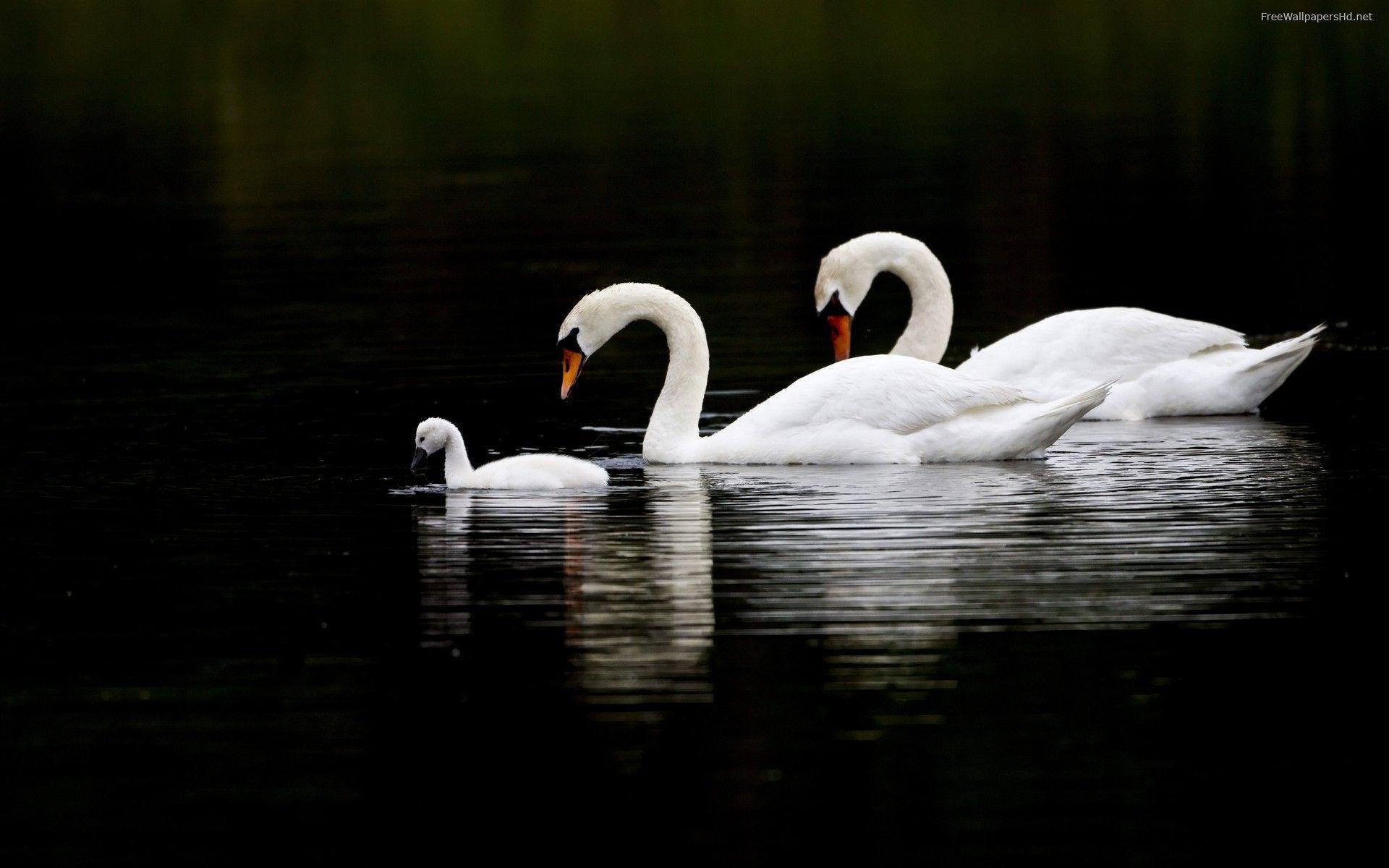 Swan Wallpapers - Wallpaper Cave