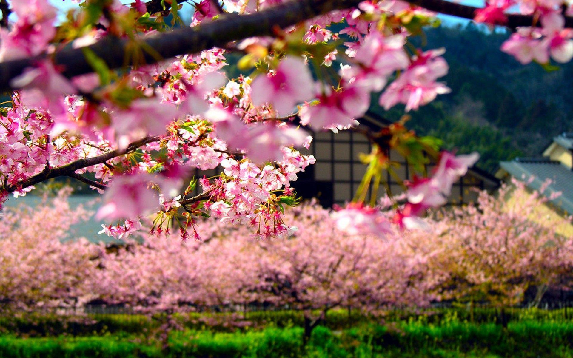 Spring in Japan widescreen wallpaper. Wide