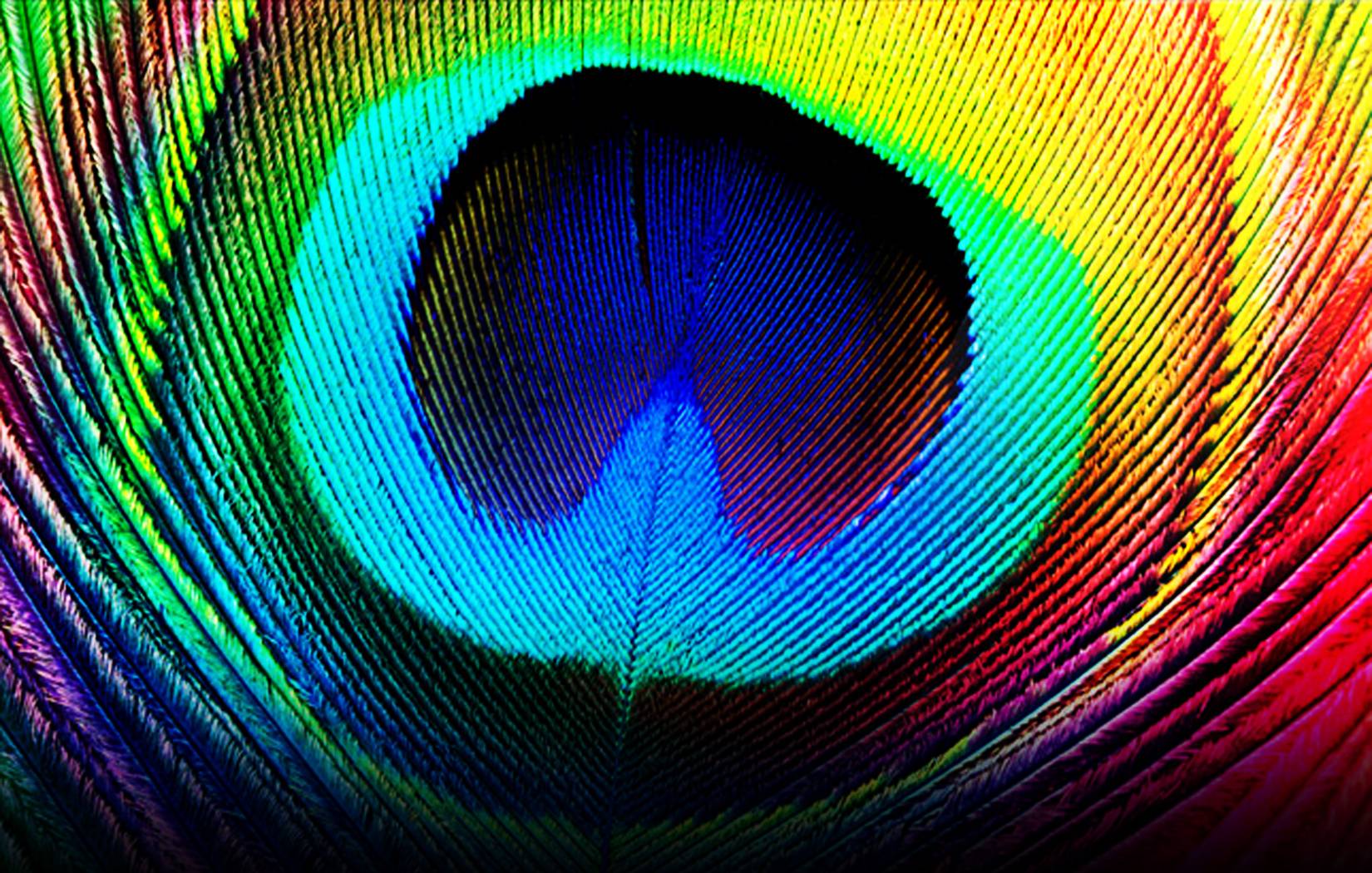 Peacock feather wallpaper