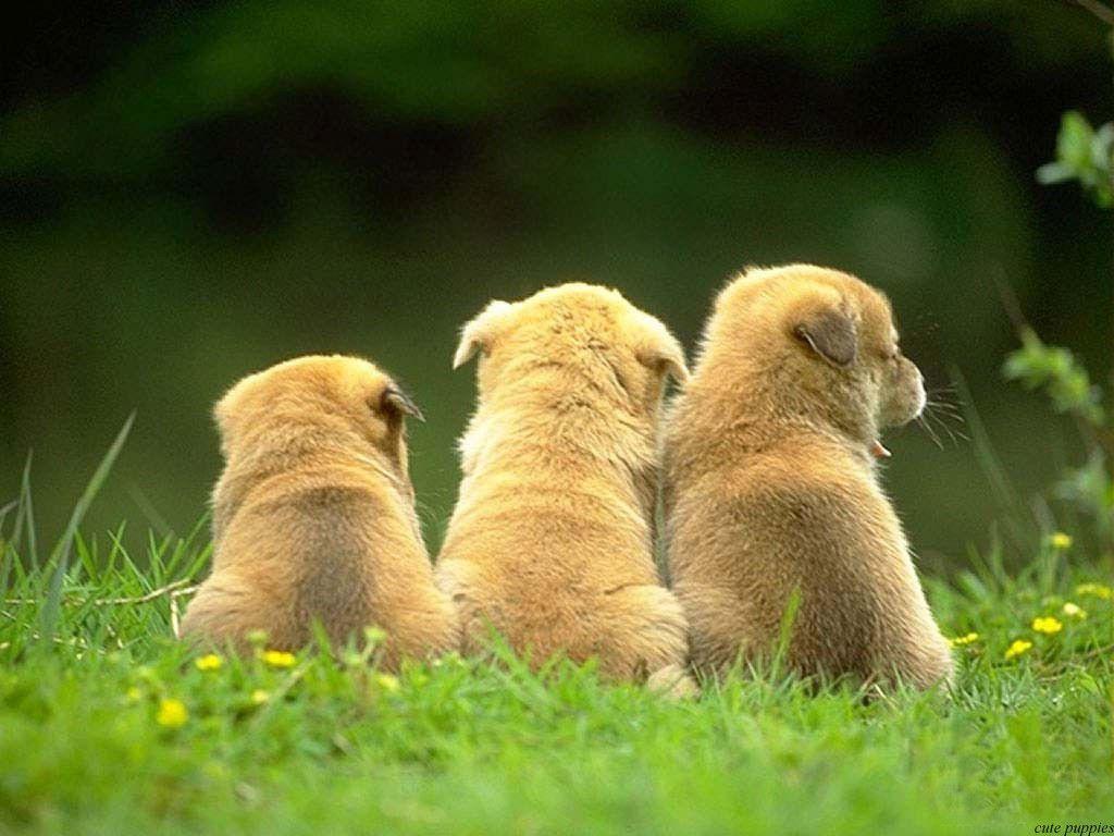 Cute Dogs and Puppies HD Wallpaper
