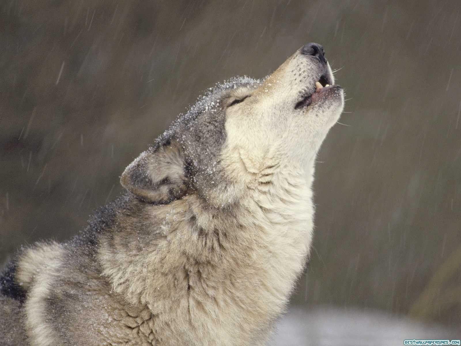 Cool Wolf Background 11192 HD Wallpaper in Animals