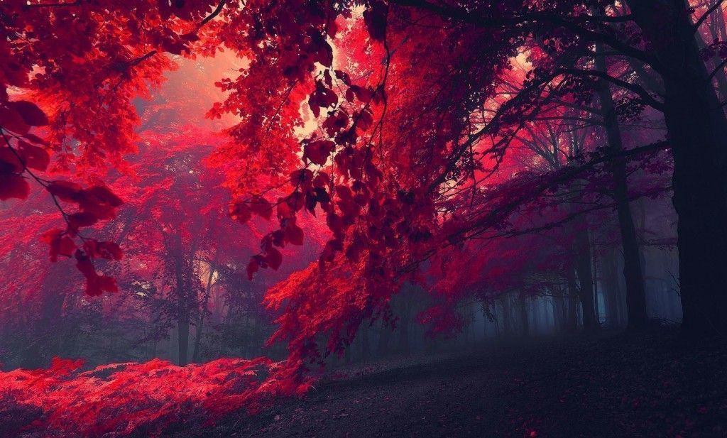 Red forest download free HD nature wallpaper. High Quality PC