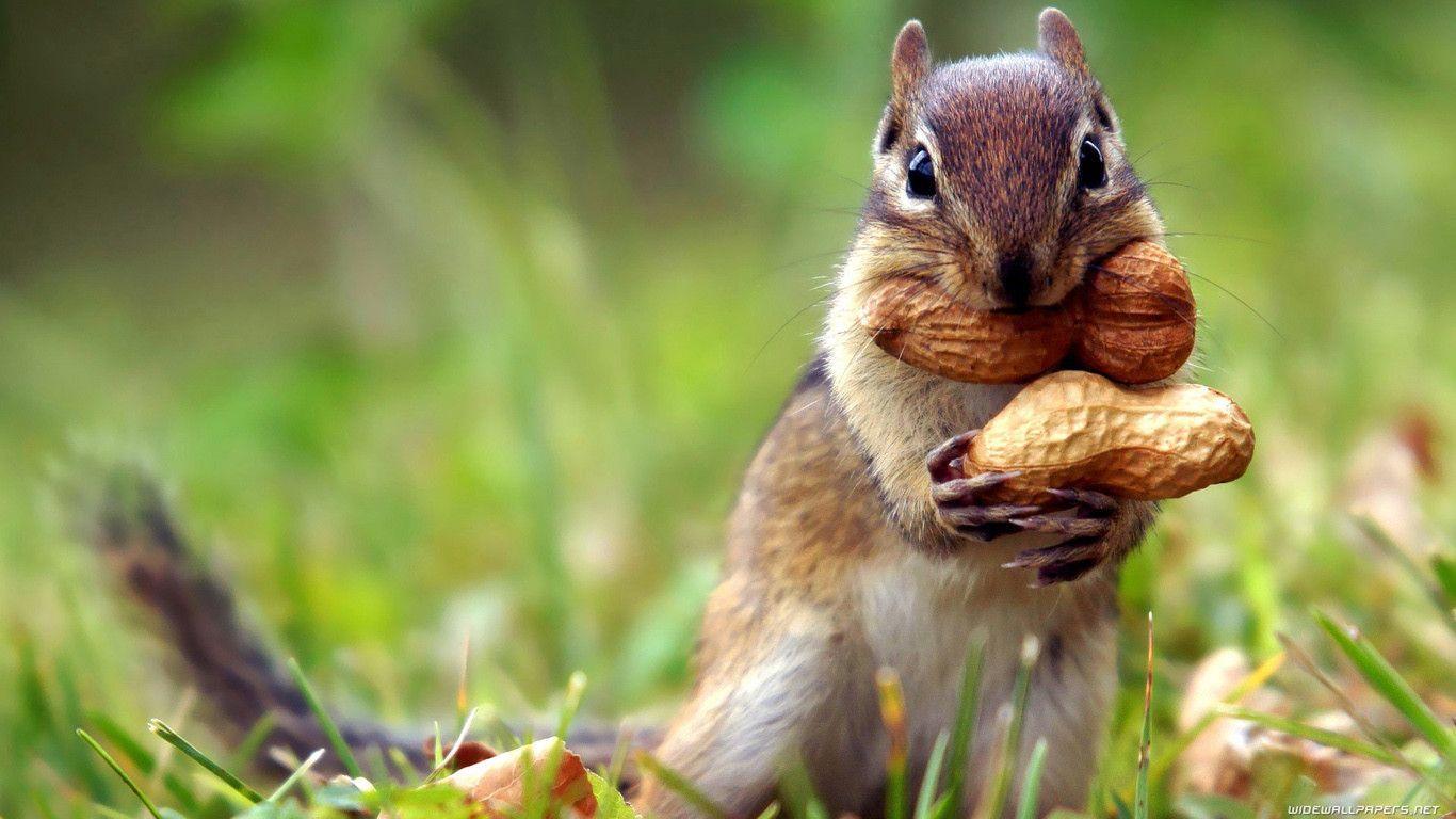Squirrel Wallpaper HD, Picture, Photo & Desktop Image
