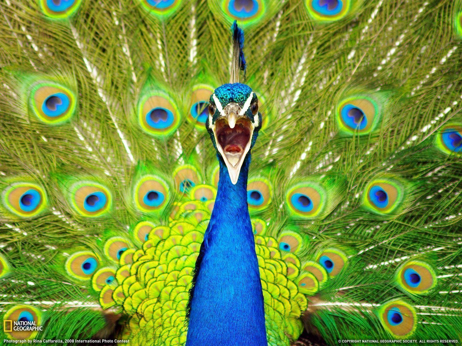 Angry peacock desktop wallpaper. HD Nature Wallpaper