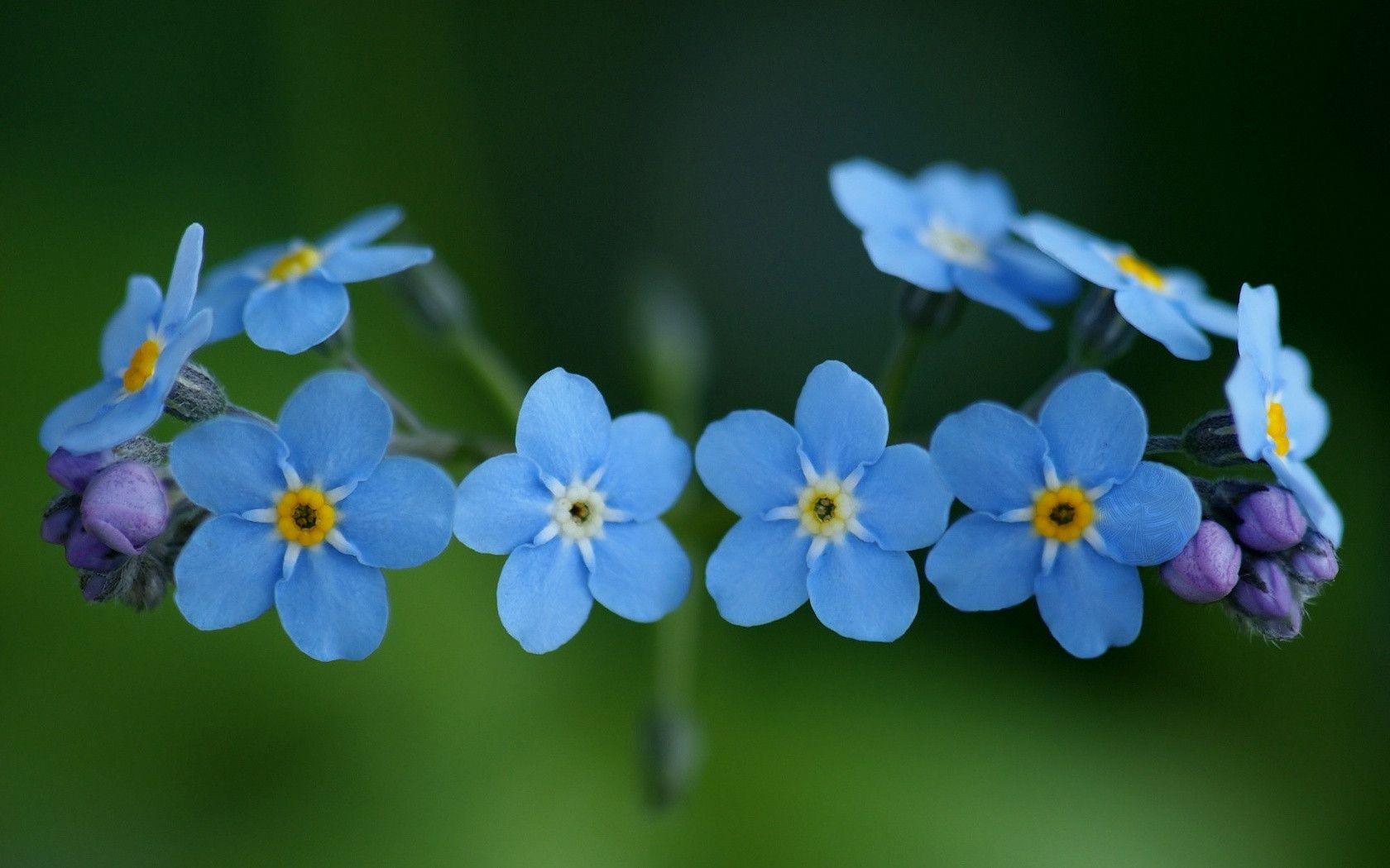 Download Blue Cool Flowers Good Nature Wallpaper. Full HD Wallpaper