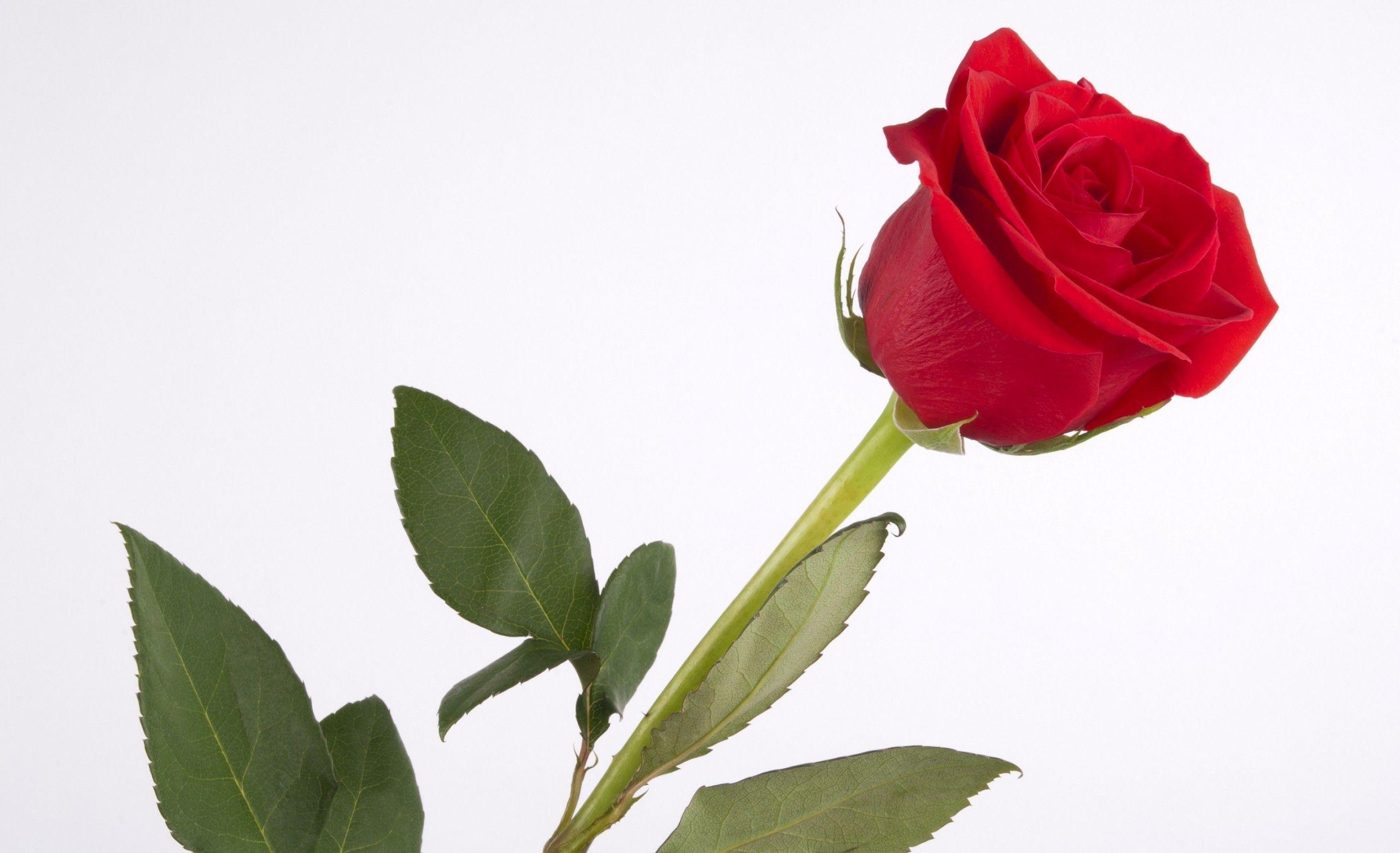 image For > Single Red Rose HD Wallpaper