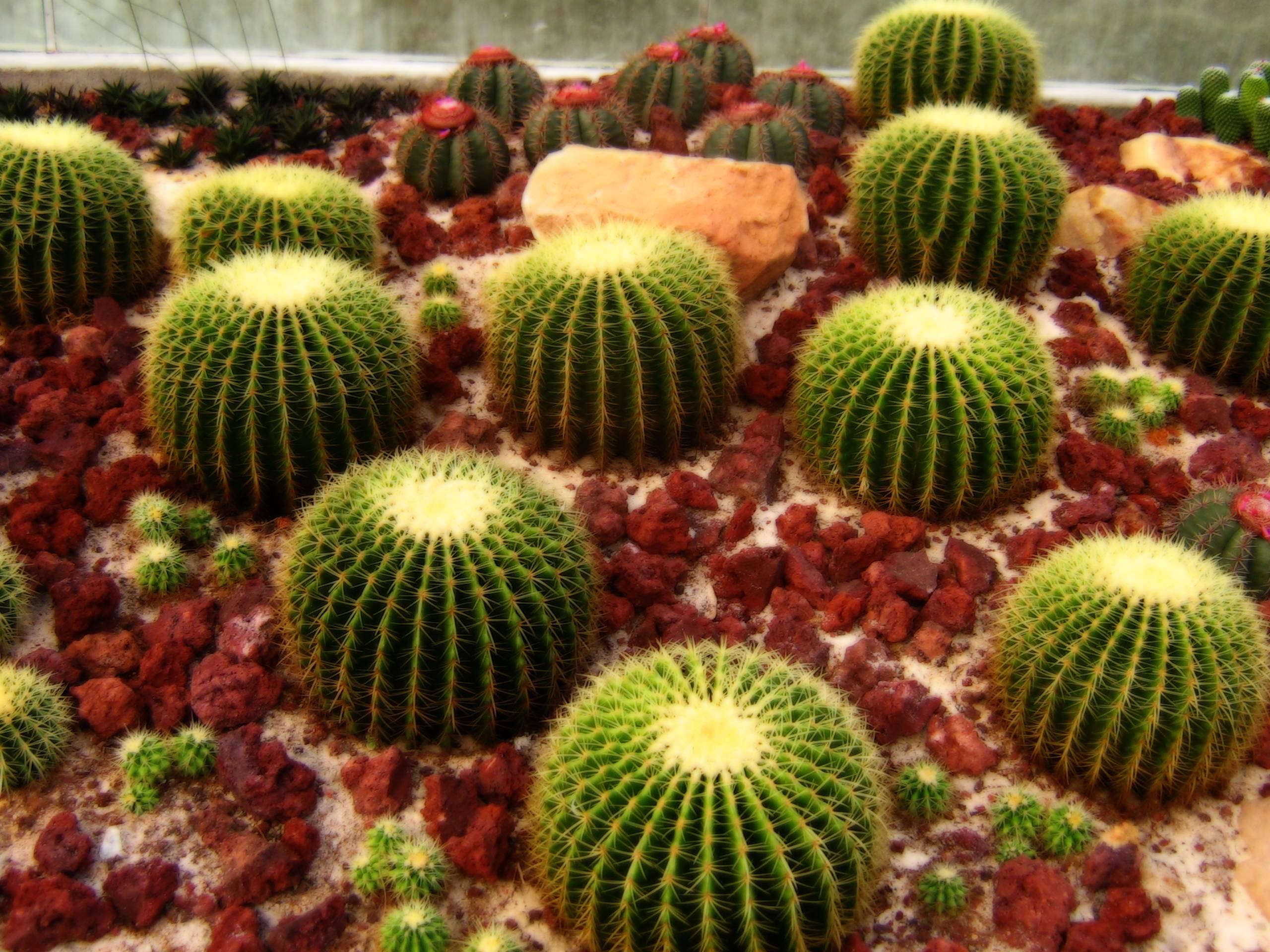 Cactus Wallpapers - Wallpaper Cave