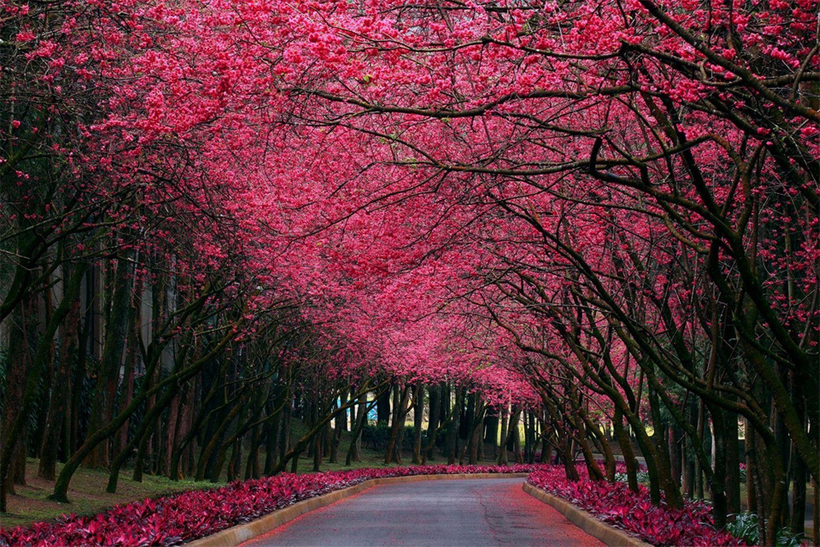 Cherry Blossom Road Wallpaper « Desktop Background Wallpaper HD