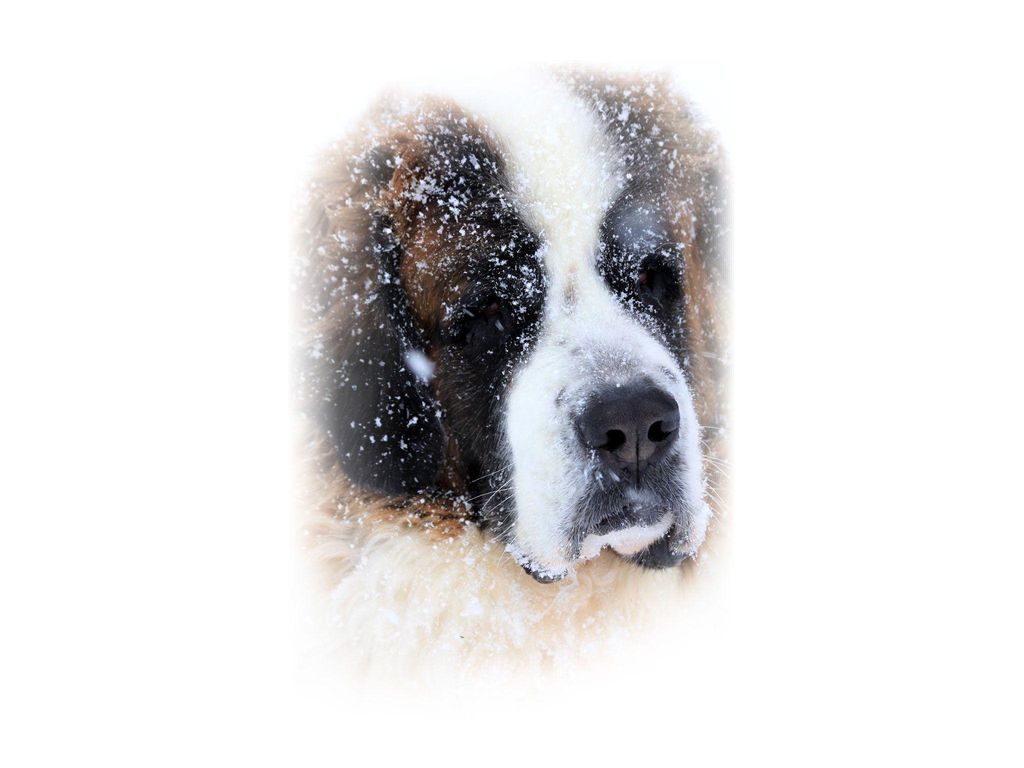 Saint bernard snow rescue dog wallpaper