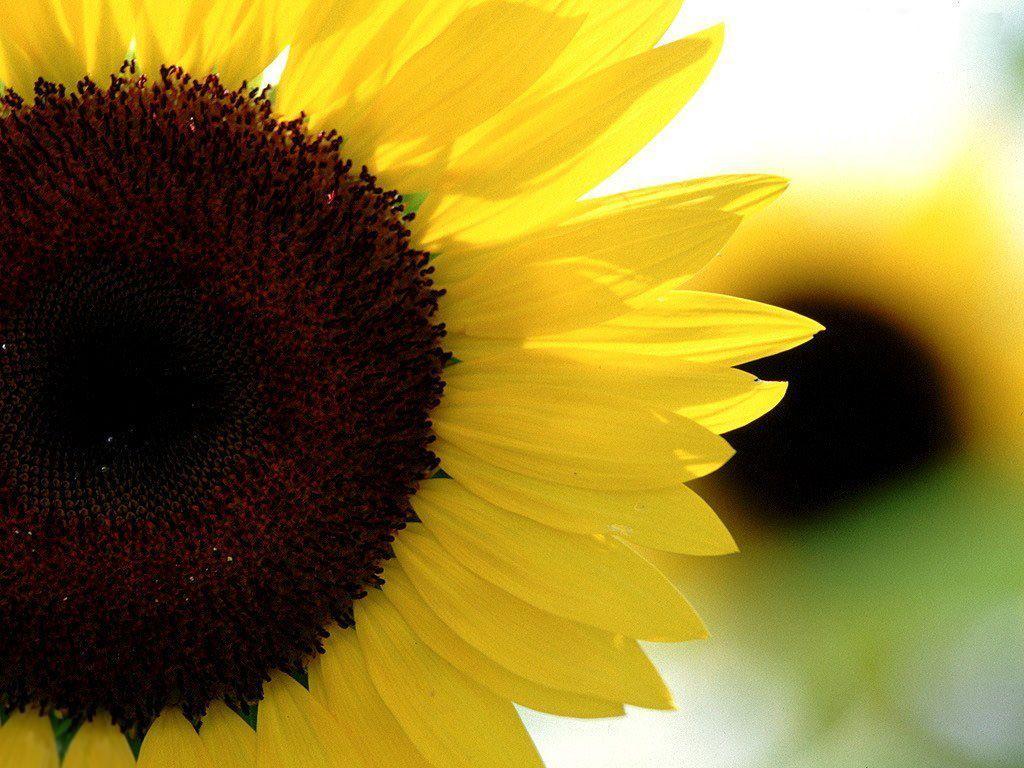 Desktop Wallpaper · Gallery · Nature · Sunflower. Free Background