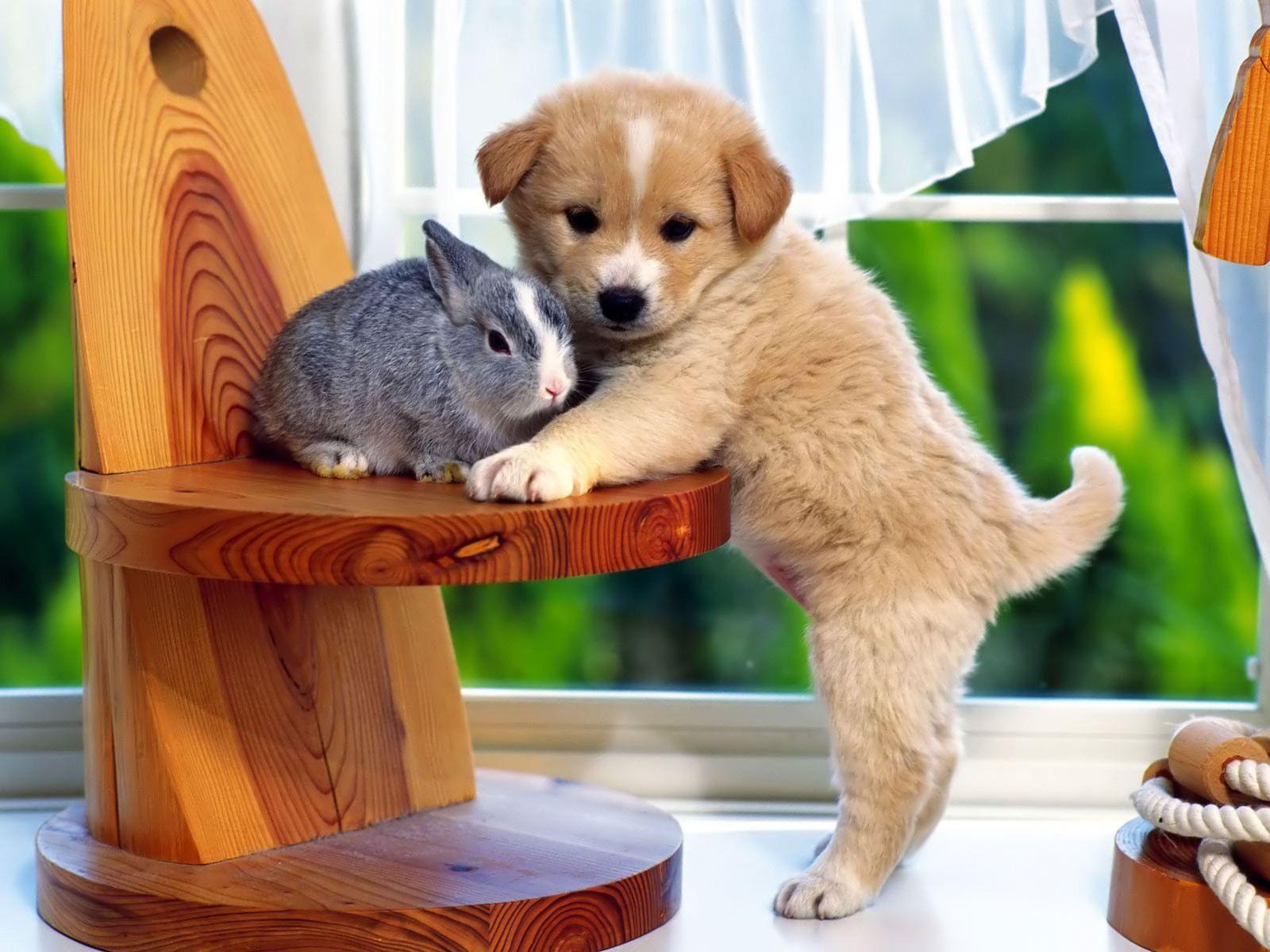 Cute Puppy And Bunny (id: 20436)