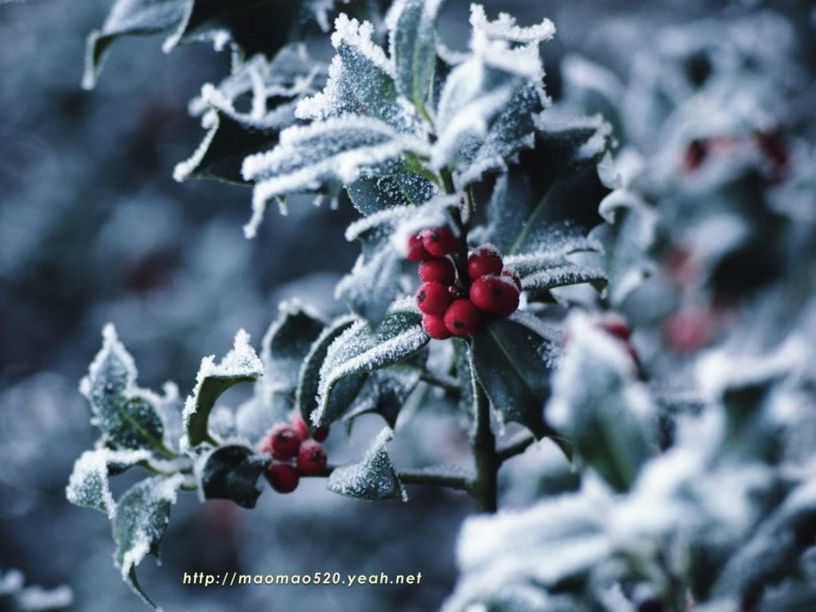 Christmas holly plant free desktop background wallpaper image