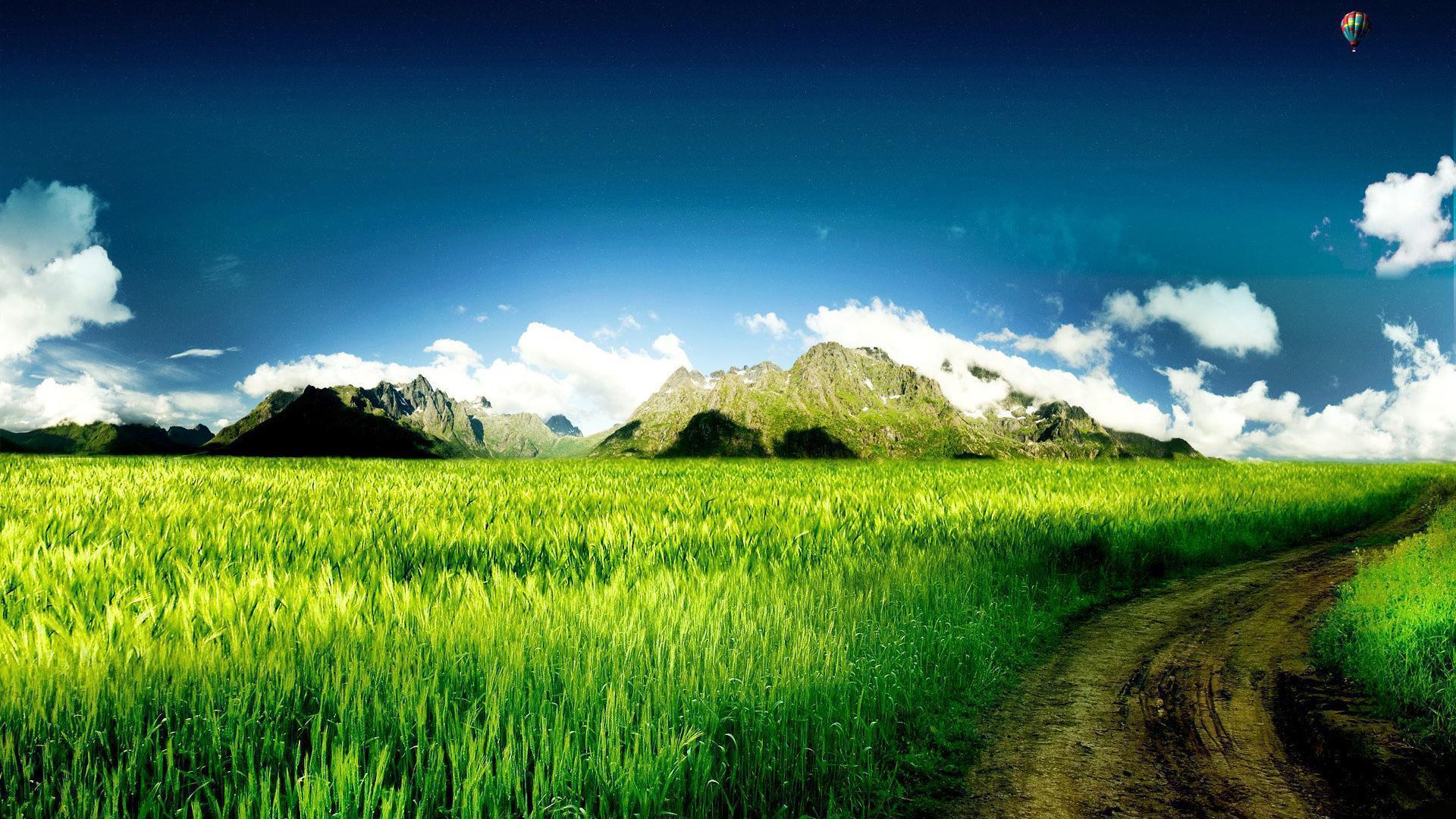 Elegant Green Wheat And Mountain Background Widescreen and HD