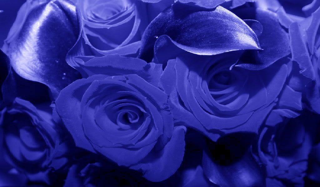 Garden Plants With Blue Flowers Wallpaper 9187 Full HD Wallpaper