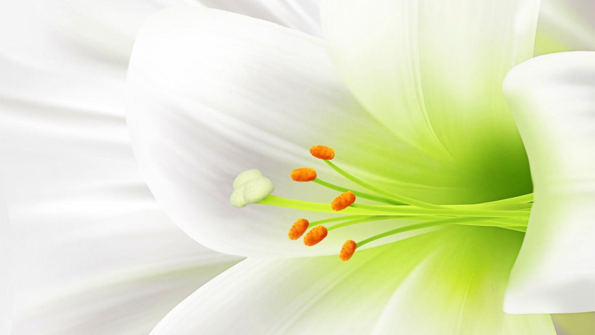 White Flower Wallpapers - Wallpaper Cave